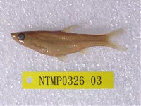 藏品(羅漢魚)的圖片